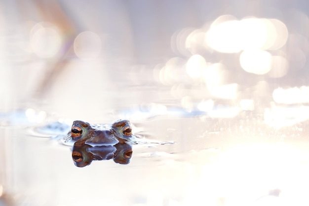 Photo grenouille dans la réflexion des yeux de l'eau