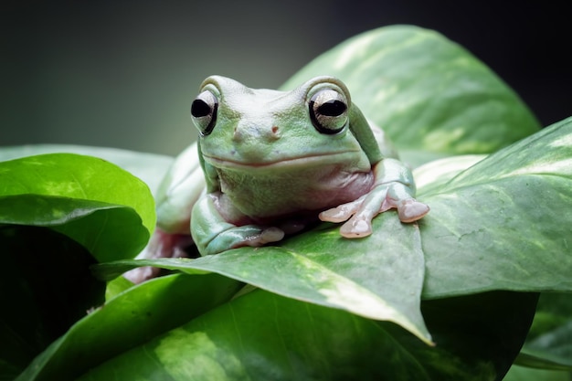 Grenouille Dumpy assise sur des feuilles, vue de face de grenouille verte, amphibien mignon en gros plan