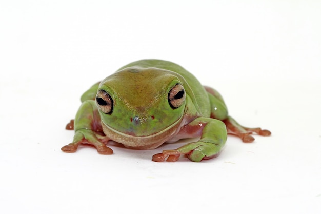 Photo grenouille dumpy sur blanc