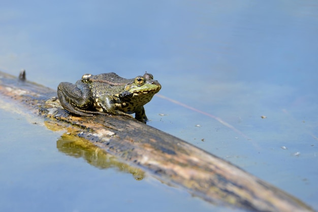 Grenouille d'eau dans la réserve naturelle Haff Reimech au Luxembourg