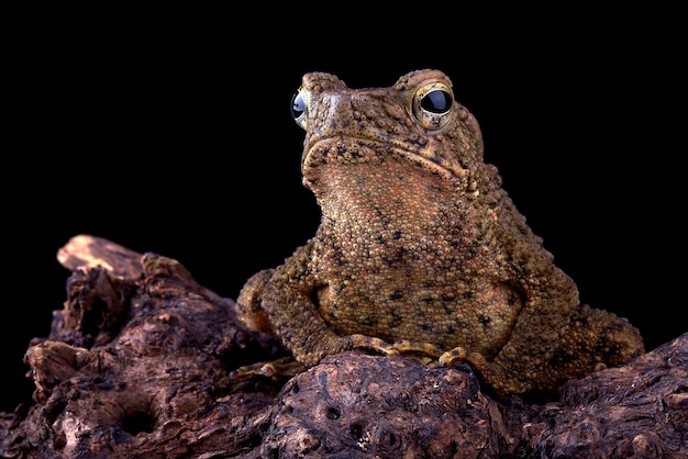 Photo une grenouille est assise sur un rocher avec un fond noir.