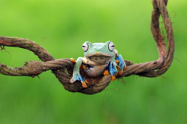 la grenouille est sur la tige de la feuille