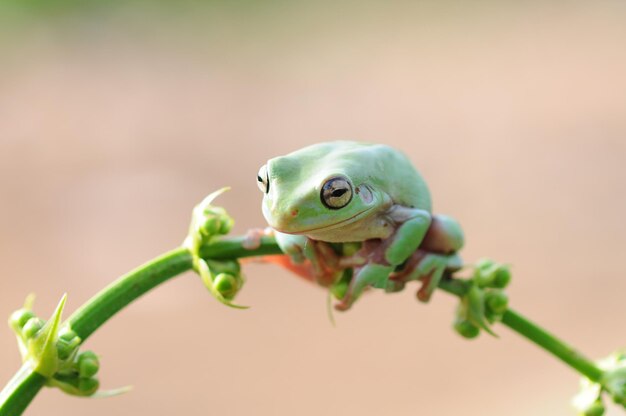 la grenouille est sur la tige de la feuille