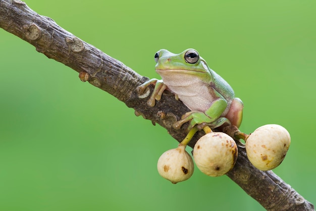 grenouille factice ou rainette verte sur des brindilles dans un jardin tropical