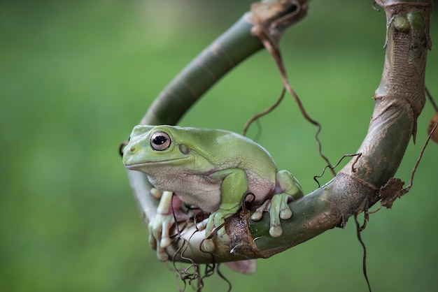 grenouille factice ou rainette verte sur des brindilles dans un jardin tropical