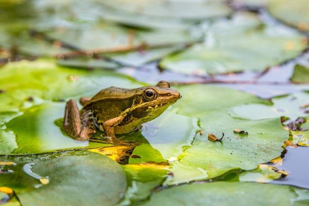 Grenouille sur la feuille de lys