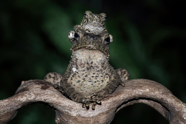 Une grenouille avec un fond vert et un fond sombre.