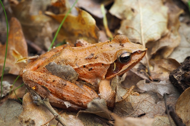 Grenouille forestière dans son habitat naturel