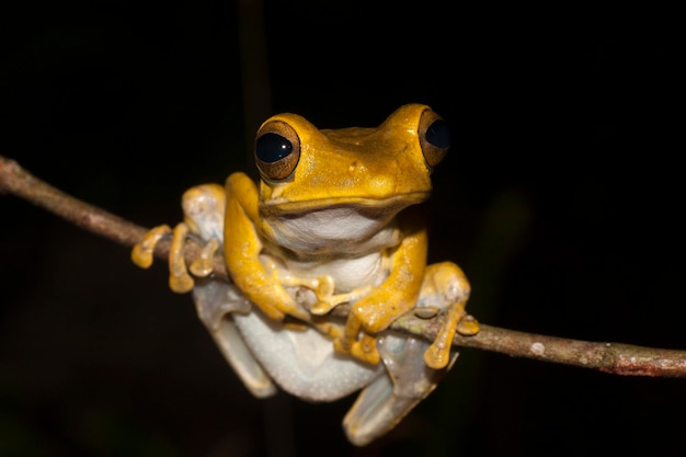 La grenouille à fouet du Sri Lanka