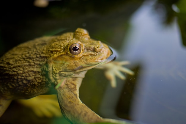 Photo grenouille gros plan, grenouille dans l'eau