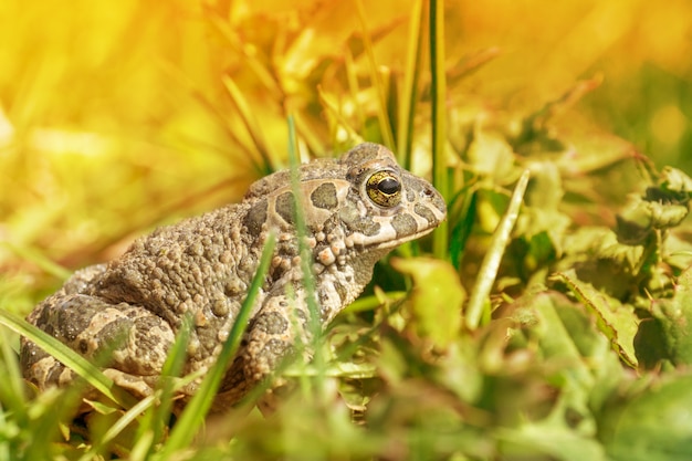 grenouille sur l'herbe