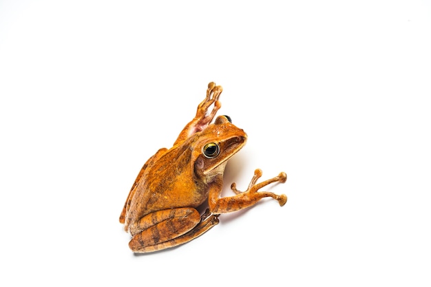 grenouille isolé sur fond blanc