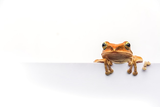 grenouille isolé sur fond blanc