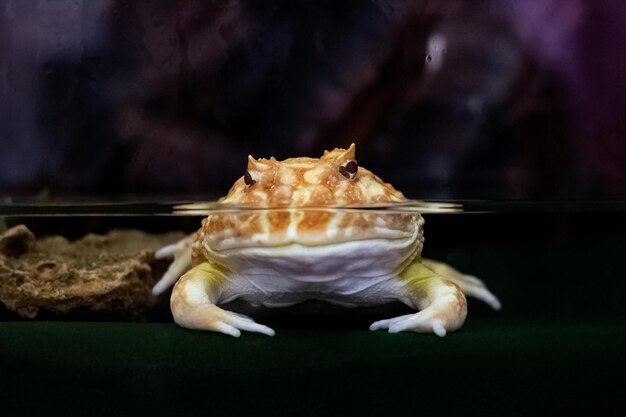 Grenouille jaune vif dans l'eau ceratophrus ornata