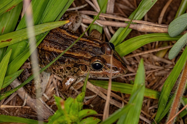 Grenouille à lèvres blanches Miranda de l'espèce Leptodactylus macrosternum