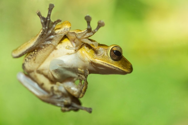 Grenouille Litoria Infrafrenata