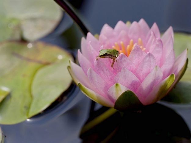 Grenouille sur un lotus rose sur l'étang