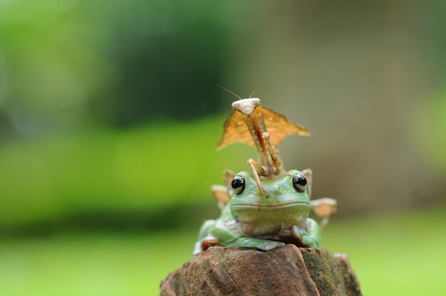 grenouille avec mante