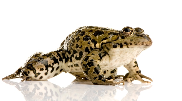 Photo grenouille des marais devant un fond blanc