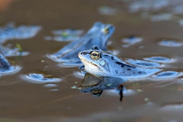 Photo la grenouille des maures sur le lac