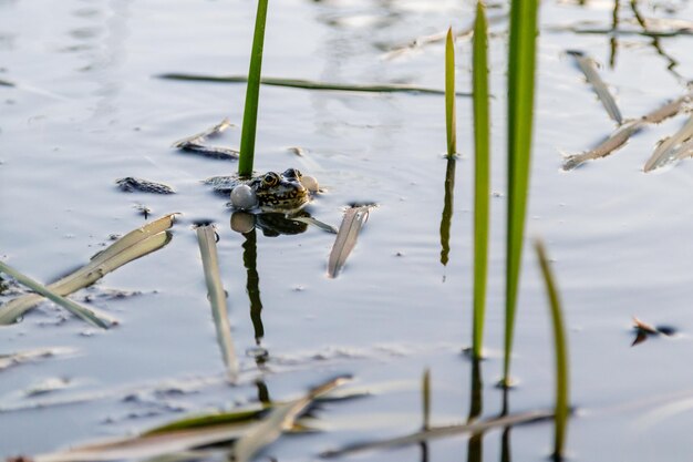 La grenouille navigue sur l'étang