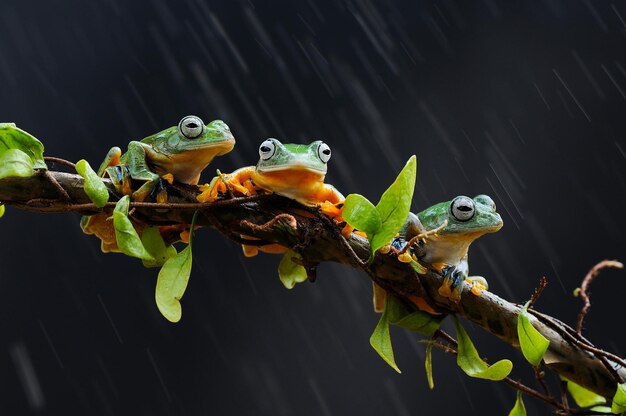 grenouille perchée sur la racine des feuilles