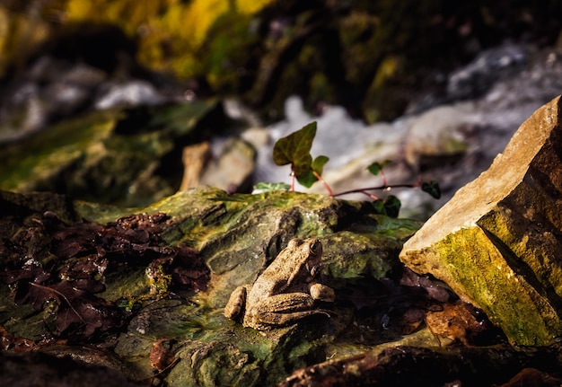 Une grenouille sur une pierre se dore dans les chauds rayons du soleil printanier