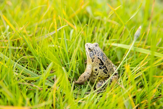 Photo une grenouille pleine d'esprit est assise sur l'herbe sous les rayons du soleil. gros plan de grenouille des marais.