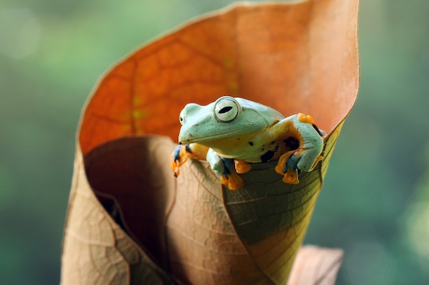 grenouille rainette