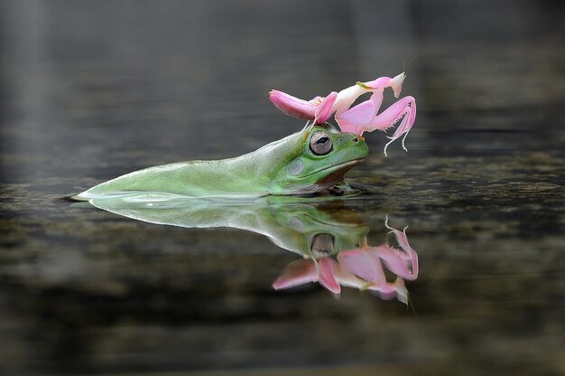 grenouille rainette