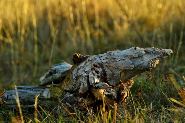 Photo la grenouille sur le rocher