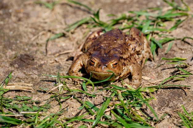 Grenouille rousse Rana temporaria, assise sur le sol.