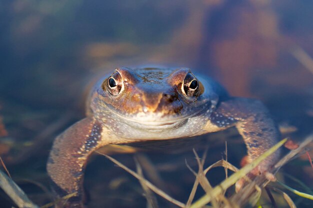 Photo grenouille rousse rana temporaria