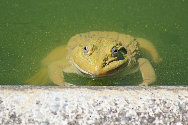 Photo grenouille rousse