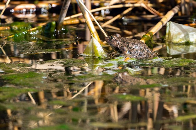 Grenouille se détendre dans le marais