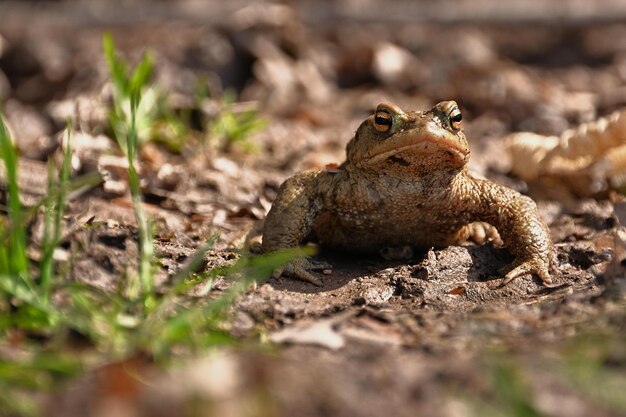 grenouille sur le sol