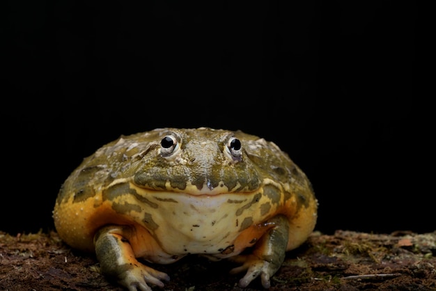 Grenouille taureau africaine sur fond noir