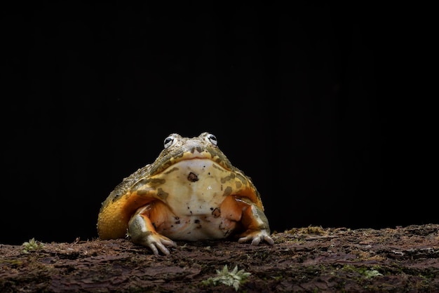 Grenouille taureau africaine mangeant une souris comme proie