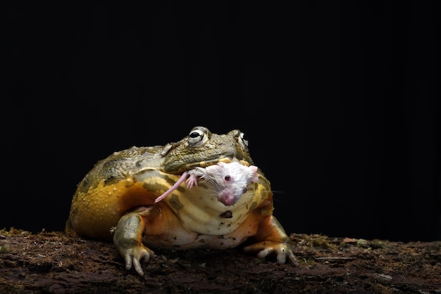 Grenouille taureau africaine mangeant une souris