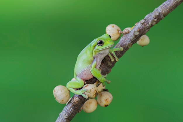 Grenouille trapue sur des brindilles sur fond vert