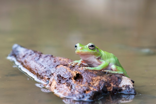 Grenouille trapue dans l'eau au jardin tropical