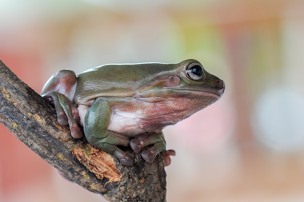 Grenouille trapue sur feuille dans un jardin tropical