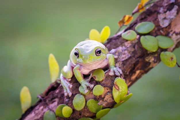 Grenouille trapue sur feuille dans un jardin tropical