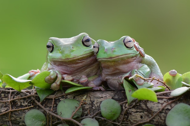 grenouille trapue sur feuille