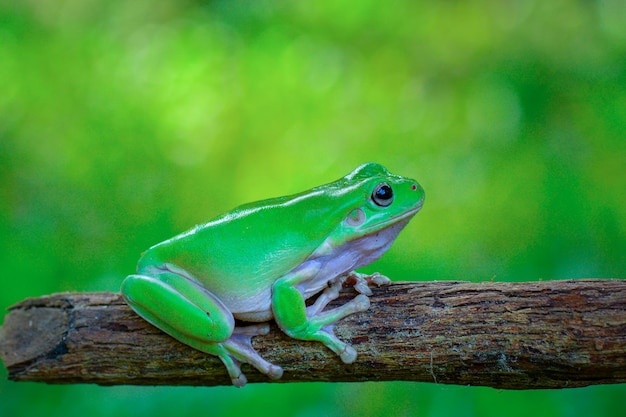 grenouille trapue sur feuille