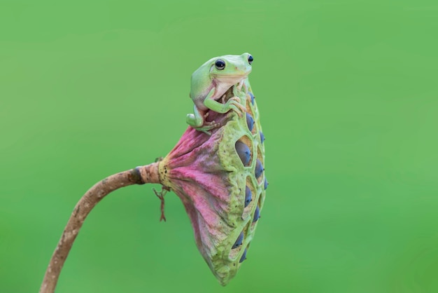 Grenouille trapue sur une fleur de lotus sur fond vert