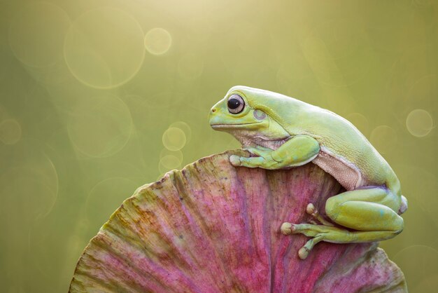 Grenouille trapue sur une fleur de lotus sur fond vert