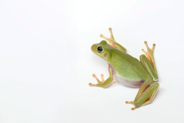 Grenouille trapue sur fond blanc