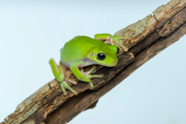 Grenouille trapue sur fond blanc