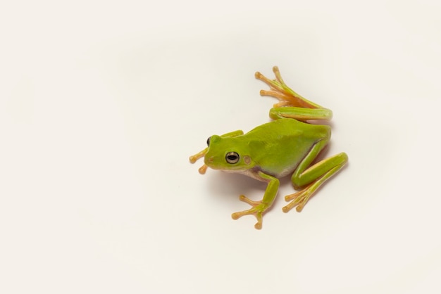 Grenouille trapue sur fond blanc